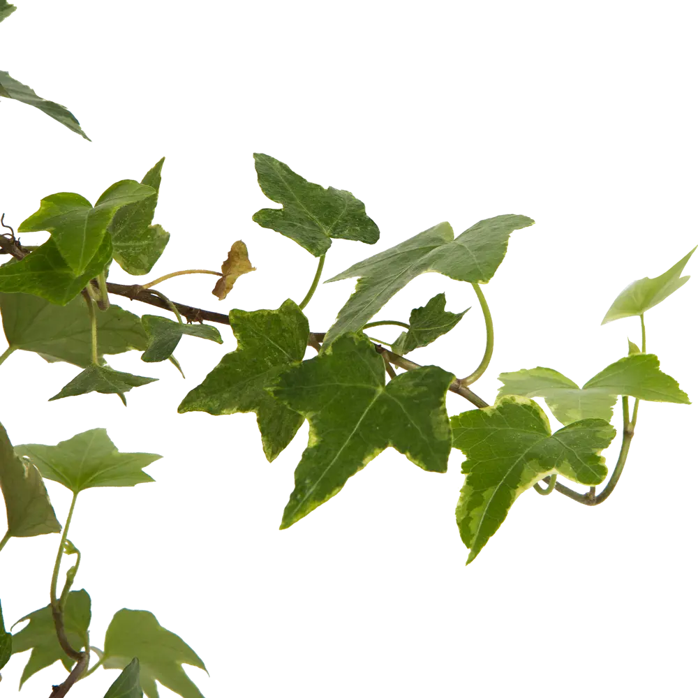 Хедера в кашпо ø21 h35 см 83248522 STLM-2186505 Santreyd  - Вид №2
