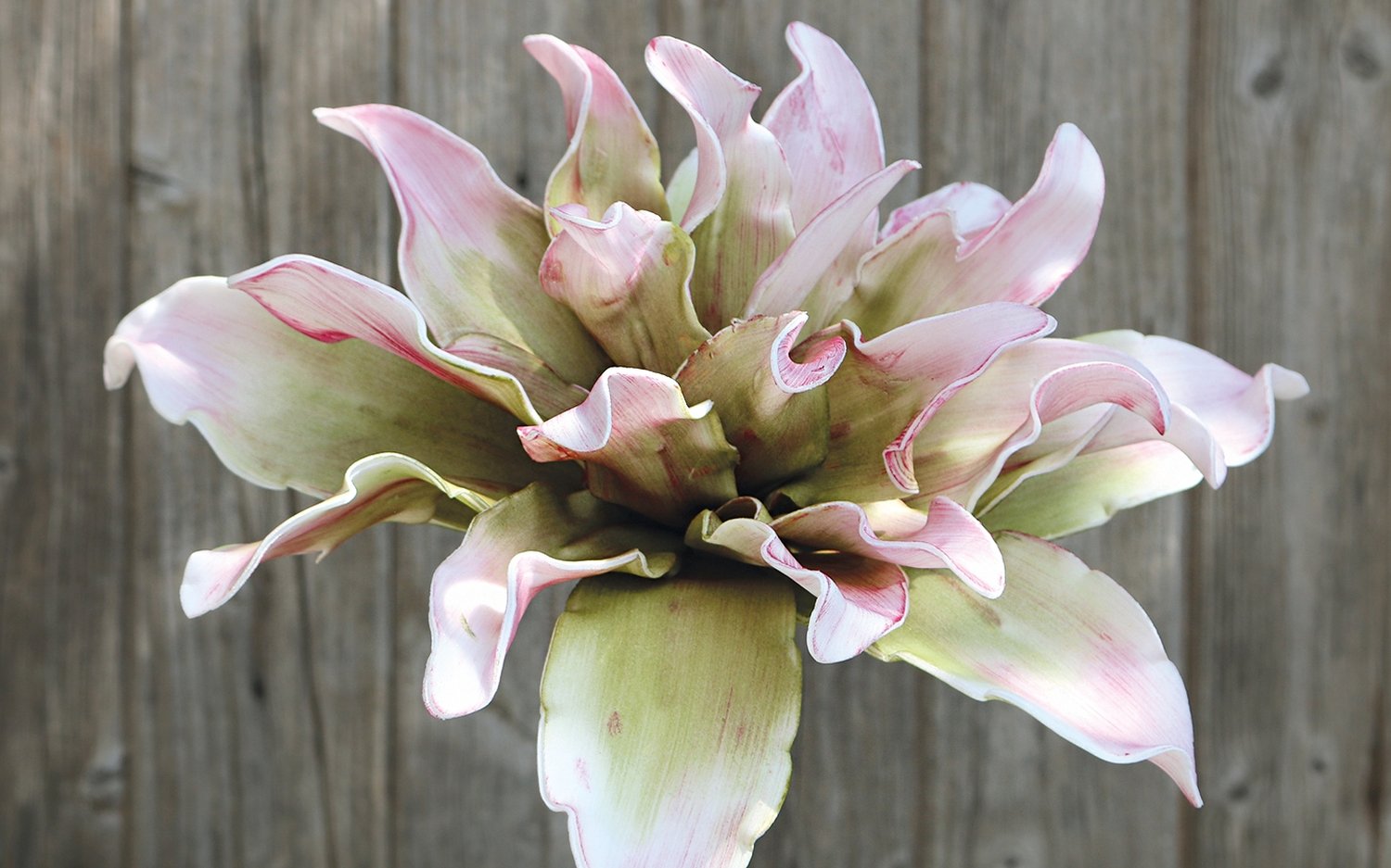 7898 508 a3 Искусственный протея мягкий цветок, 38 см, розово-зеленый H-andreas  - Вид №3