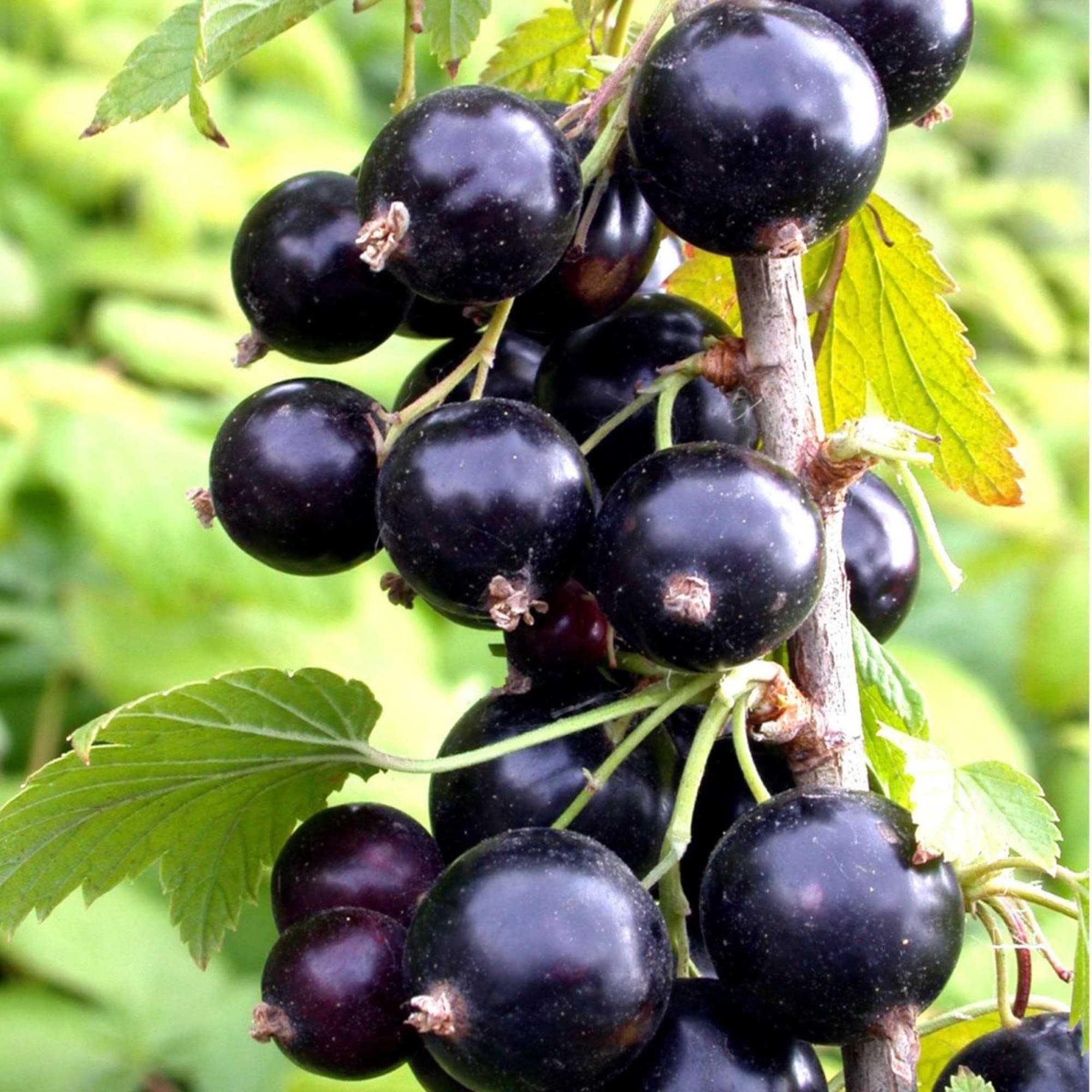 81954949 Смородина чёрная С2 «Гуливер» h40 Santreyd  - Вид №2