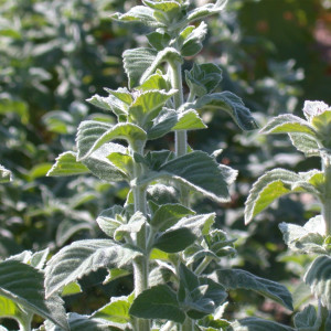 17897521 Мята в сортах (V1,5л)