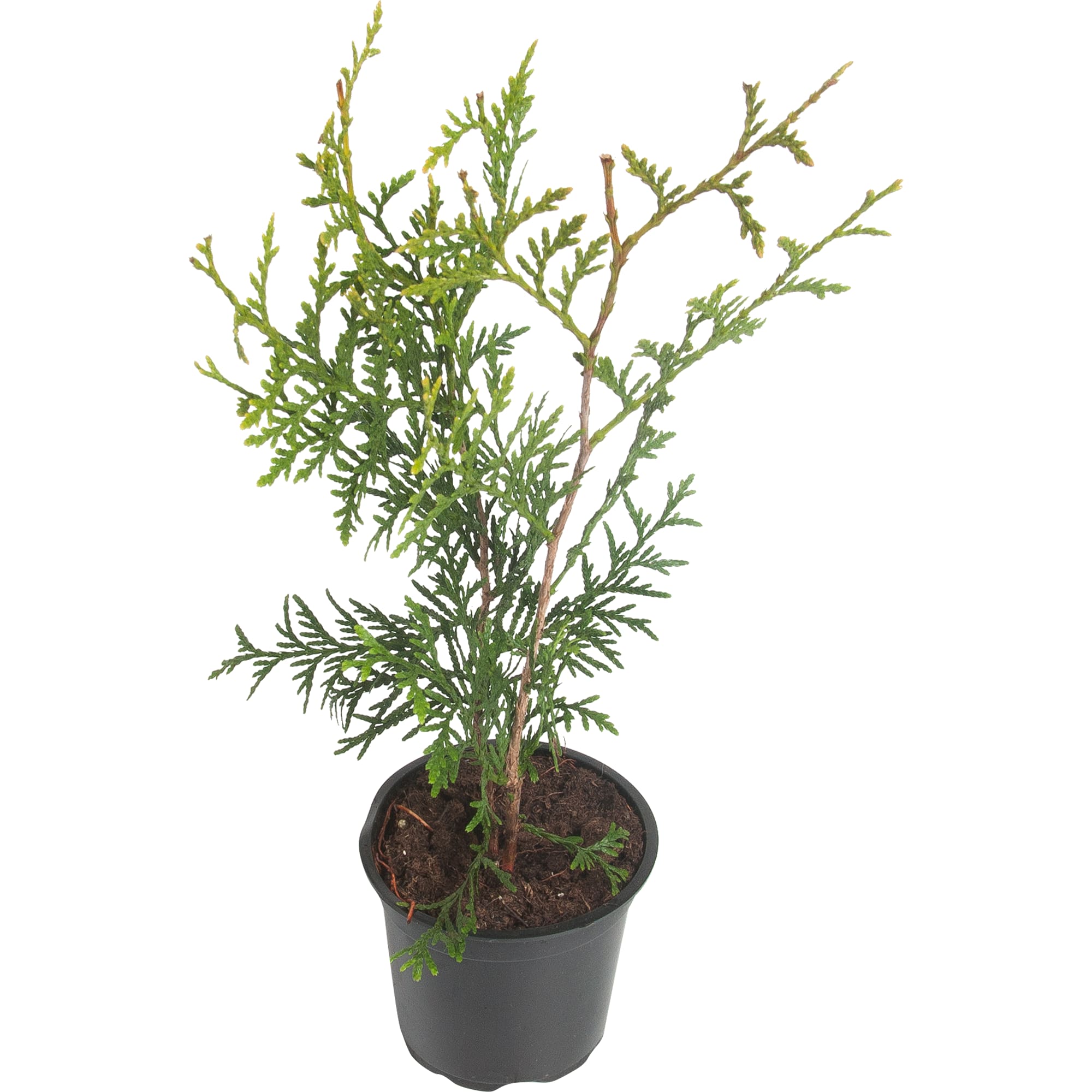 82601603 Туя западная «Брабант» 10x25 см Santreyd 