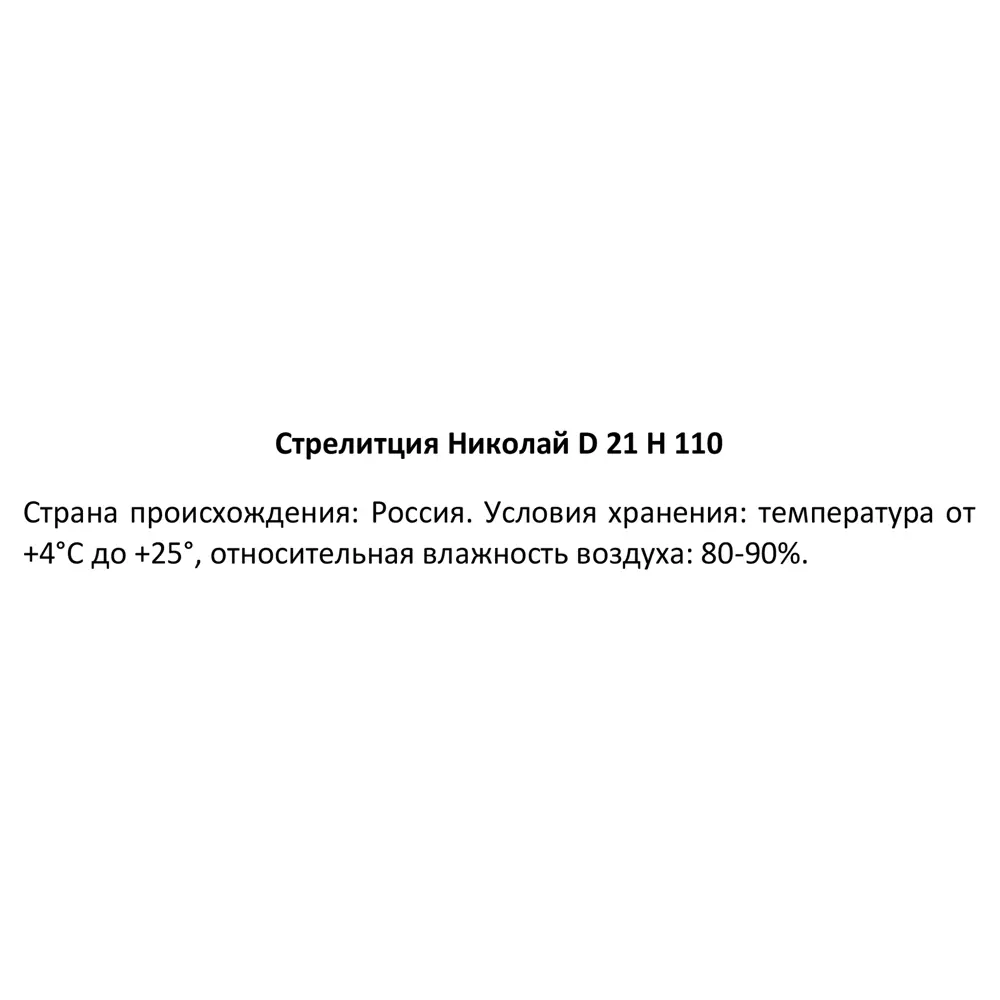 Стрелитция Николай от Santreyd - изысканное комнатное растение с бело-сиреневыми цветами 84587322 STLM-0052453 - Вид №2