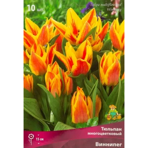 Тюльпан многоцветковый Виннипег, 10 шт