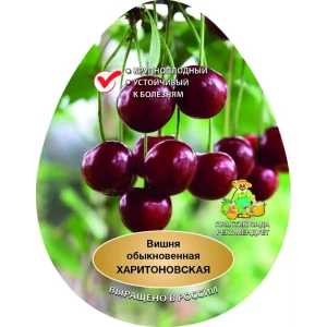 Вишня Харитоновская сетка h180 см 86544041 STLM-2000307