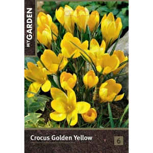 Крокус ботанический Голден Йеллоу луковицы 7/8