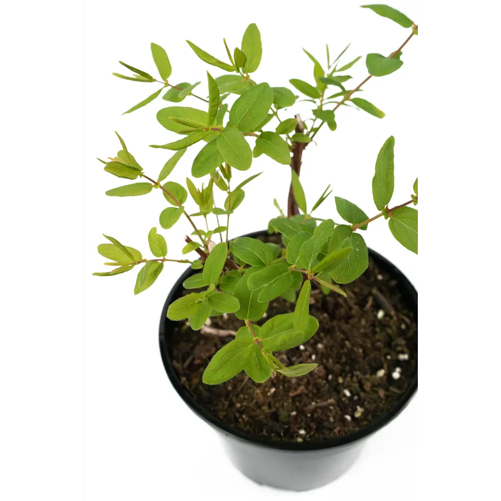 Santreyd Жимолость Нимфа - саженец плодового кустарника с десертными ягодами 84841680 STLM-0950640 - Вид №3