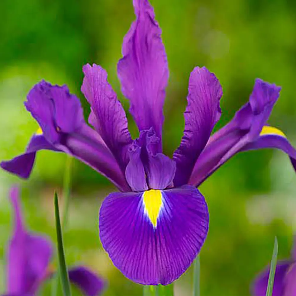 Ирис «Purple Sensation», 6х7 см 13065102 STLM-2060444 GEOLIA 
