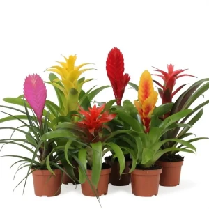 Бромелия Бэйсик микс - цветущее комнатное растение в горшке ø9 см 89434622