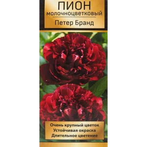 Пион молочноцветковый травянистый Петер Бранд 85205662 STLM-2210796