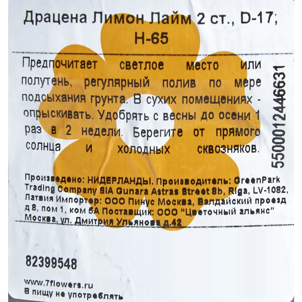 Santreyd Драцена Лимон Лайм — живой акцент для вашего интерьера 82399548 STLM-0026476 - Вид №2
