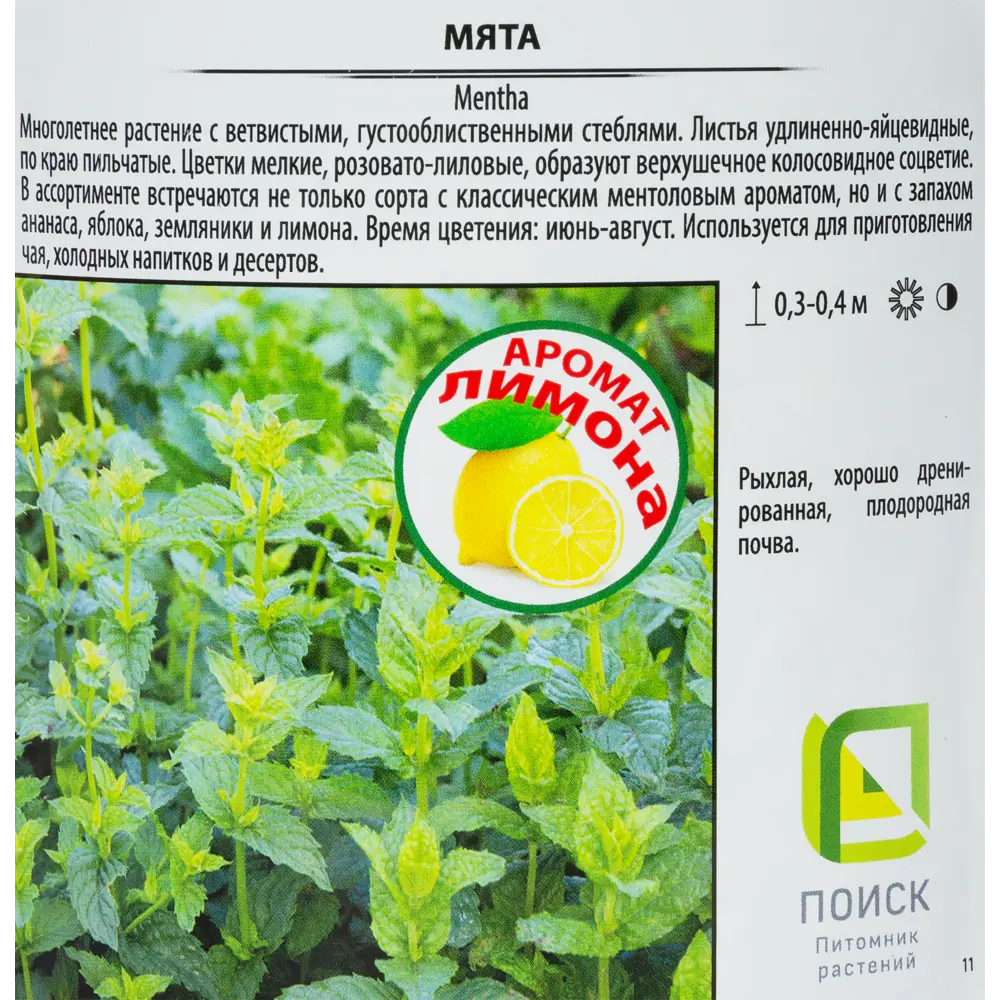 Мята Альмира рассада 1.5 л - свежая пряность для дома и сада 82219520 Santreyd STLM-0952179 - Вид №1