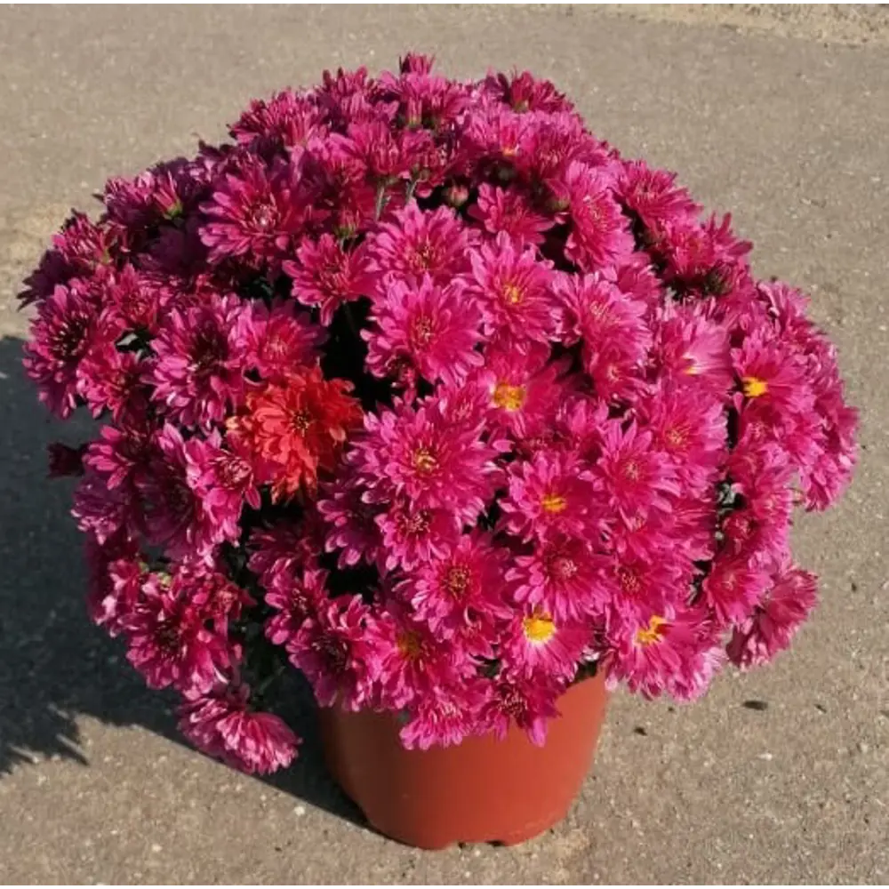 Santreyd Хризантема индийская микс — цветущее украшение сада и интерьера 82755463 STLM-1532424 - Вид №2