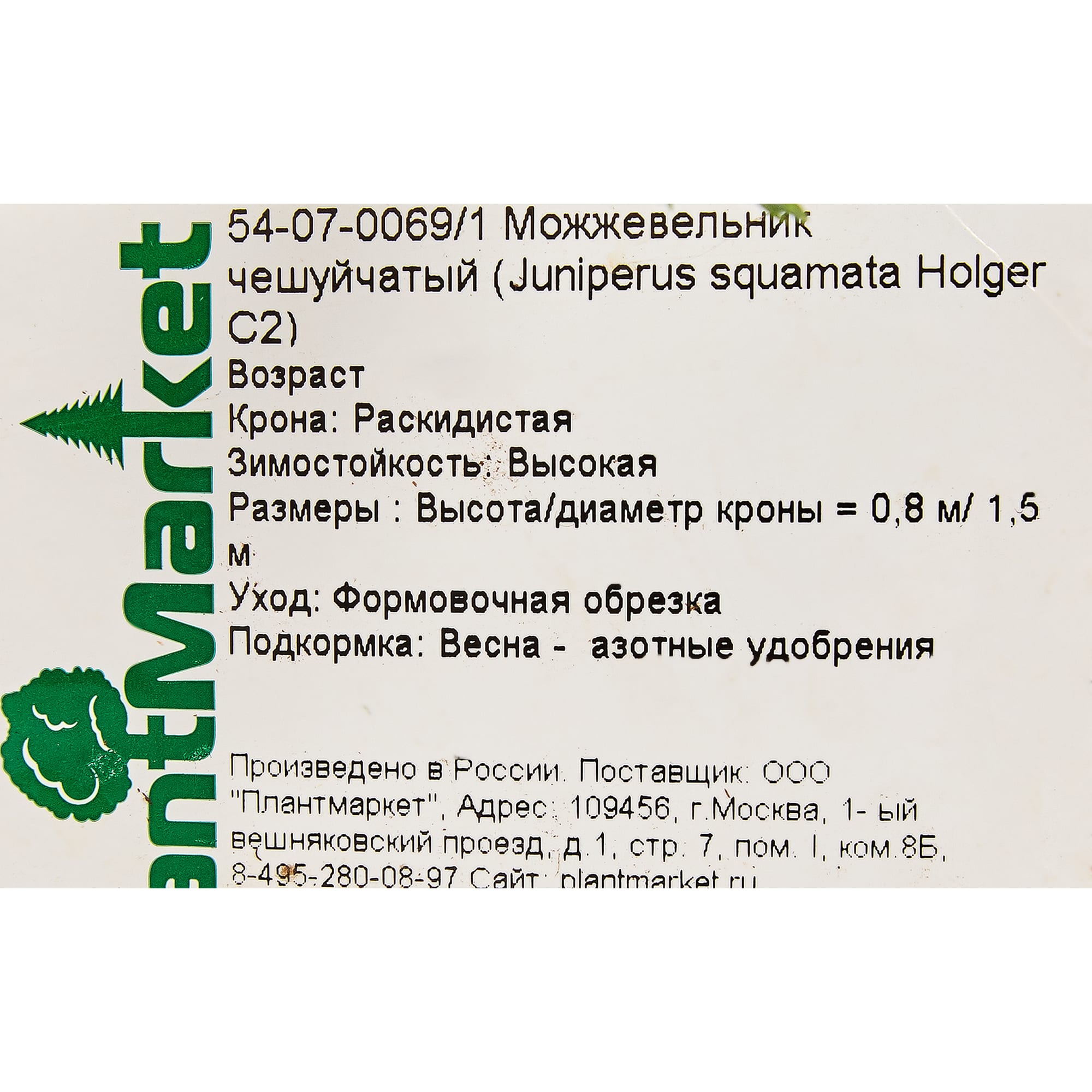 18470238 Можжевельник чешуйчатый «Холгер», С2 Santreyd  - Вид №1