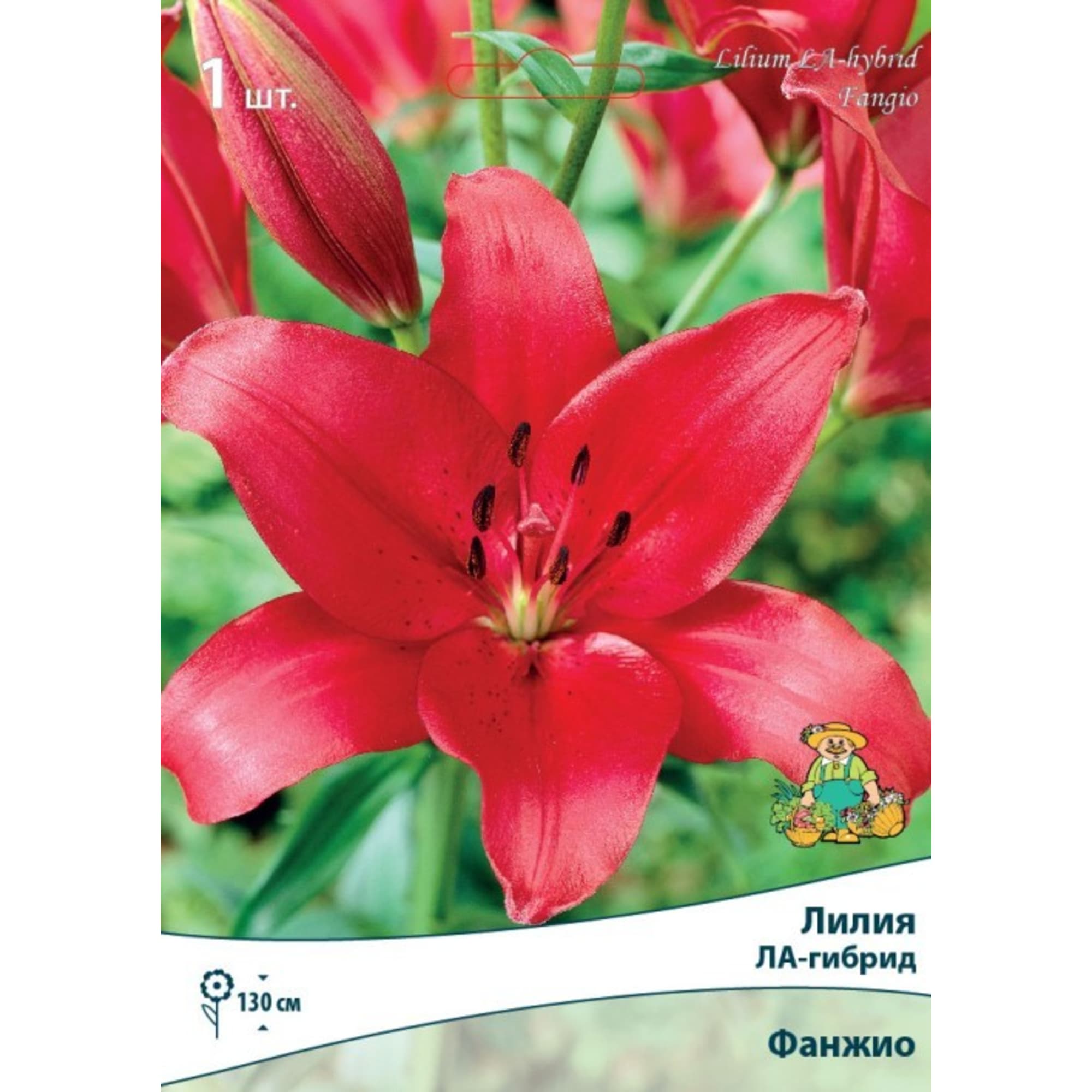 82319566 Лилия ЛА-гибрид «Фанжио», размер луковицы 14/16 Santreyd  - Вид №2