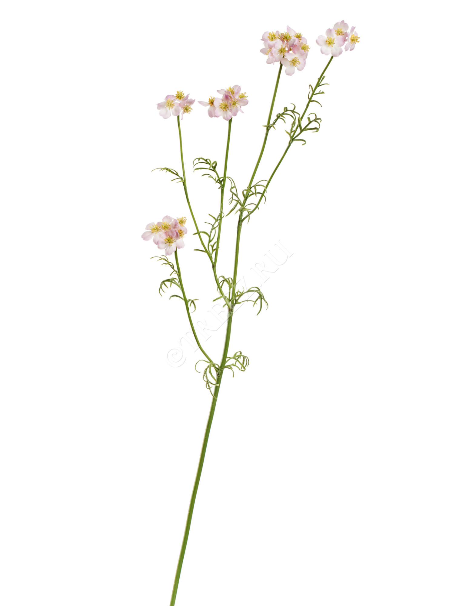 30.0617212LPU Ранункулюс Полевой нежно-сиреневый Цветочная коллекция 