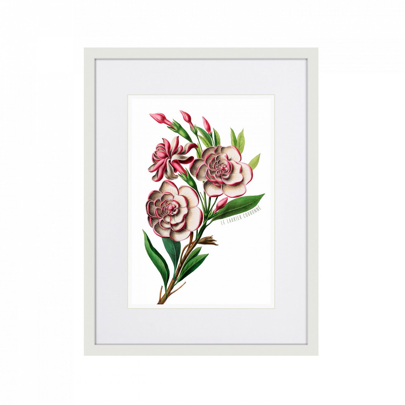 Литография на тонированной бумаге 42х32 см Caribian Flora Pink Gardenia Flower Branch, 1740г. КАРТИНЫ В КВАРТИРУ  264444 Белый;коричневый;разноцветный  - Вид №1