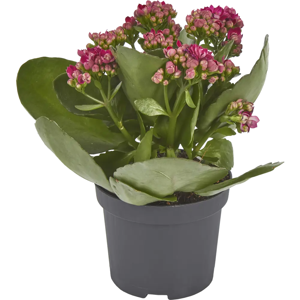 Каланхое Махровый микс 9x16 см 82399673 STLM-2148014 Santreyd 