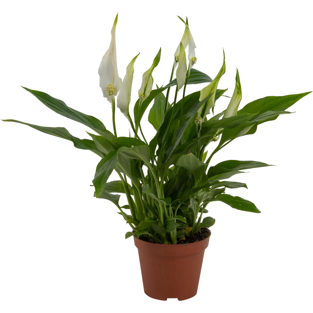 Спатифиллум Шопен Santreyd - изящное комнатное растение с белыми цветами 82579838 STLM-0030537