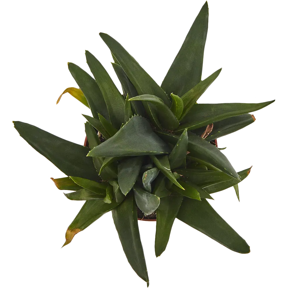 Santreyd Хавортия - суккулент для современного интерьера 82580126 STLM-0030569 - Вид №1