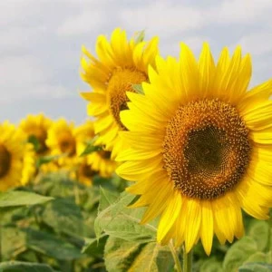 WP02380 Фотообои Verol Фотообои decoline 1х1 м