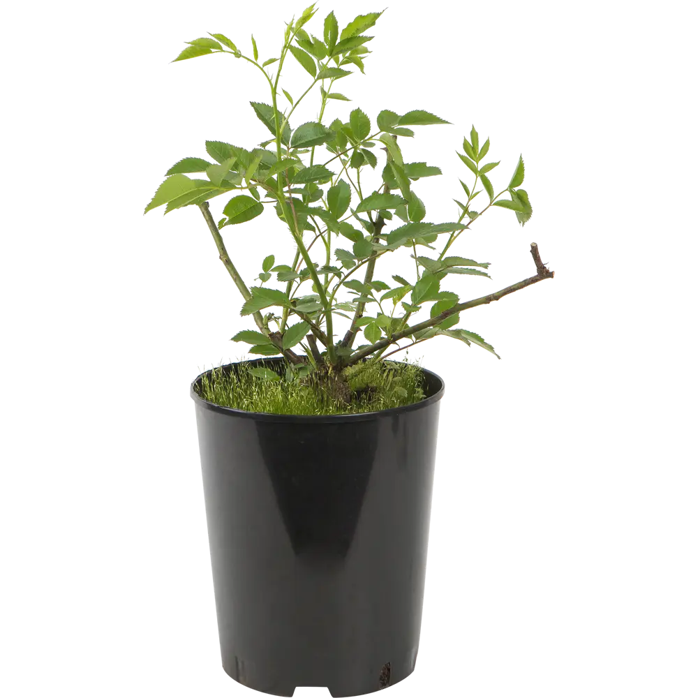Роза парковая «Розариум Ютерсен» 19x55 см 82625099 STLM-2095049 PLANTMARKET 