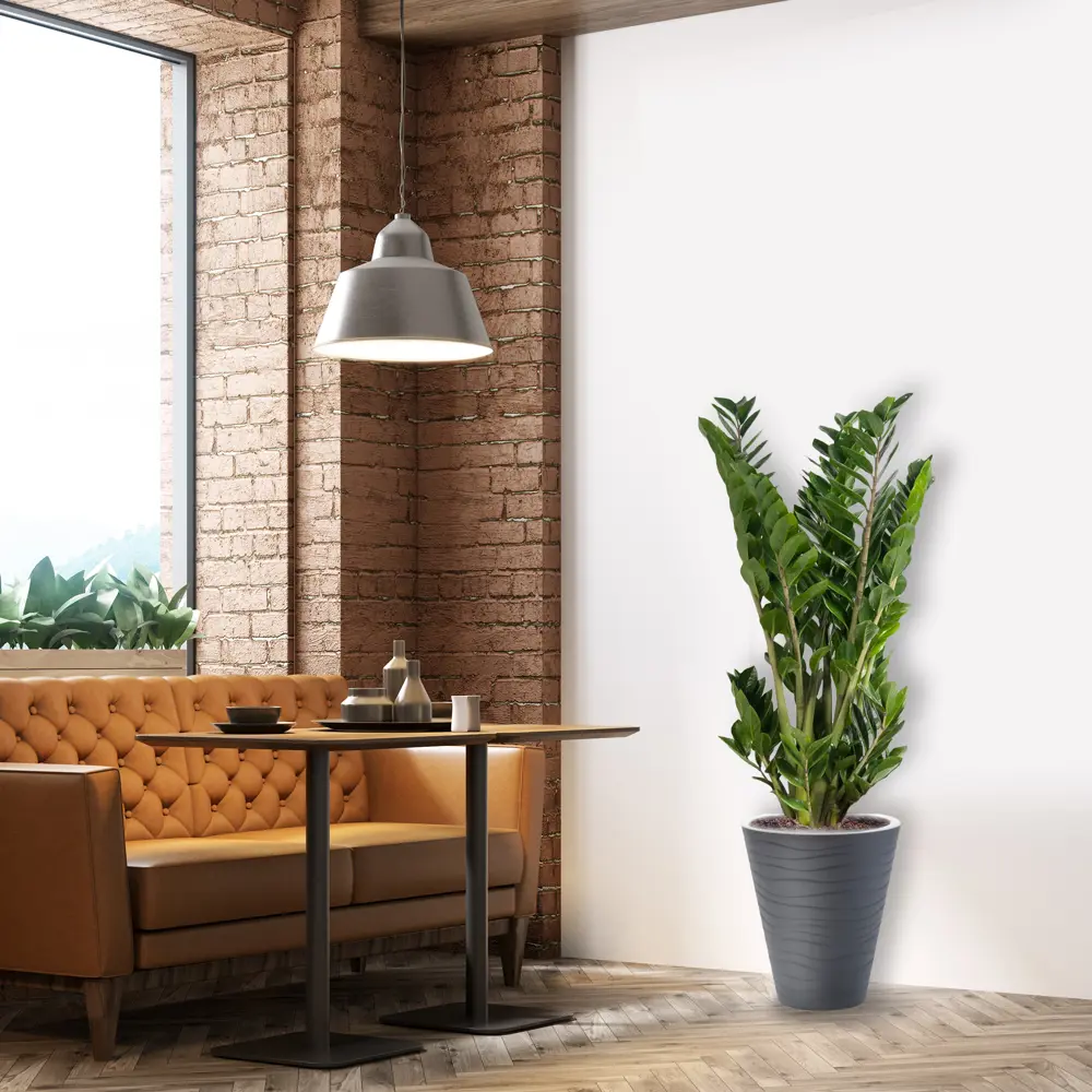 Santreyd Замиокулькас — элегантное комнатное растение для современного интерьера 82399647 STLM-0026485 - Вид №3