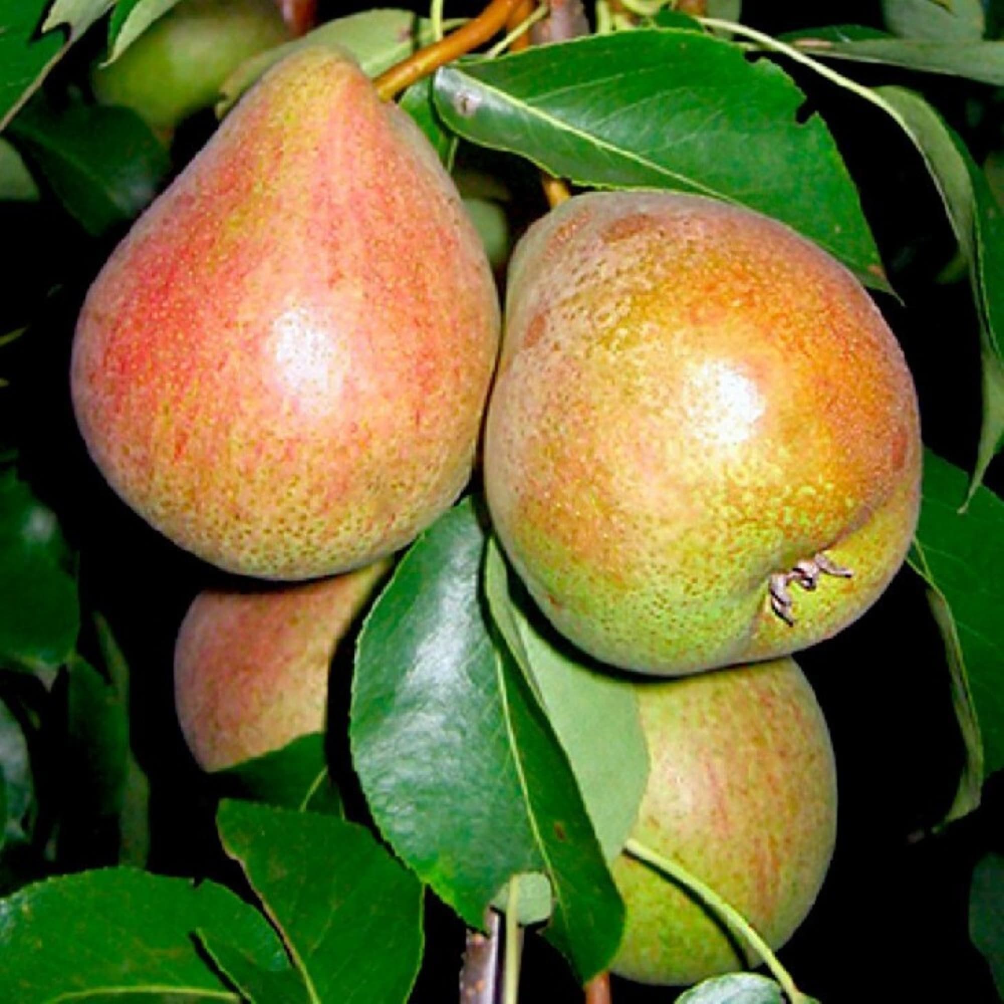 82596978 Груша «Белорусская поздняя» C4 высота 140 см Santreyd  - Вид №2