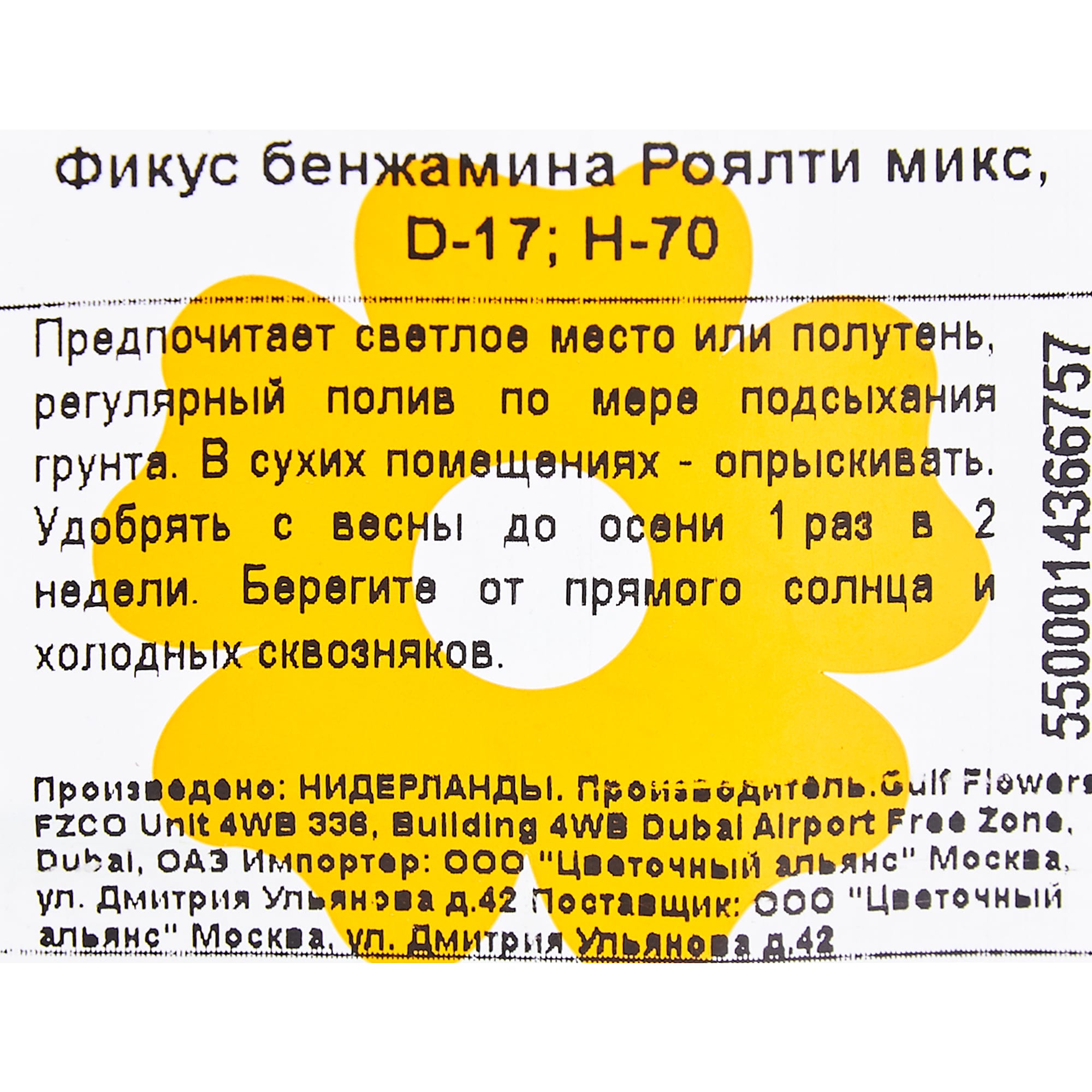 83060625 Фикус Бенжамина Роялти микс 17x70 см Santreyd  - Вид №2