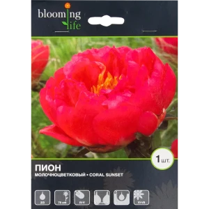 Пион молочноцветковый «Корал Сансет» 82539400 STLM-2190933