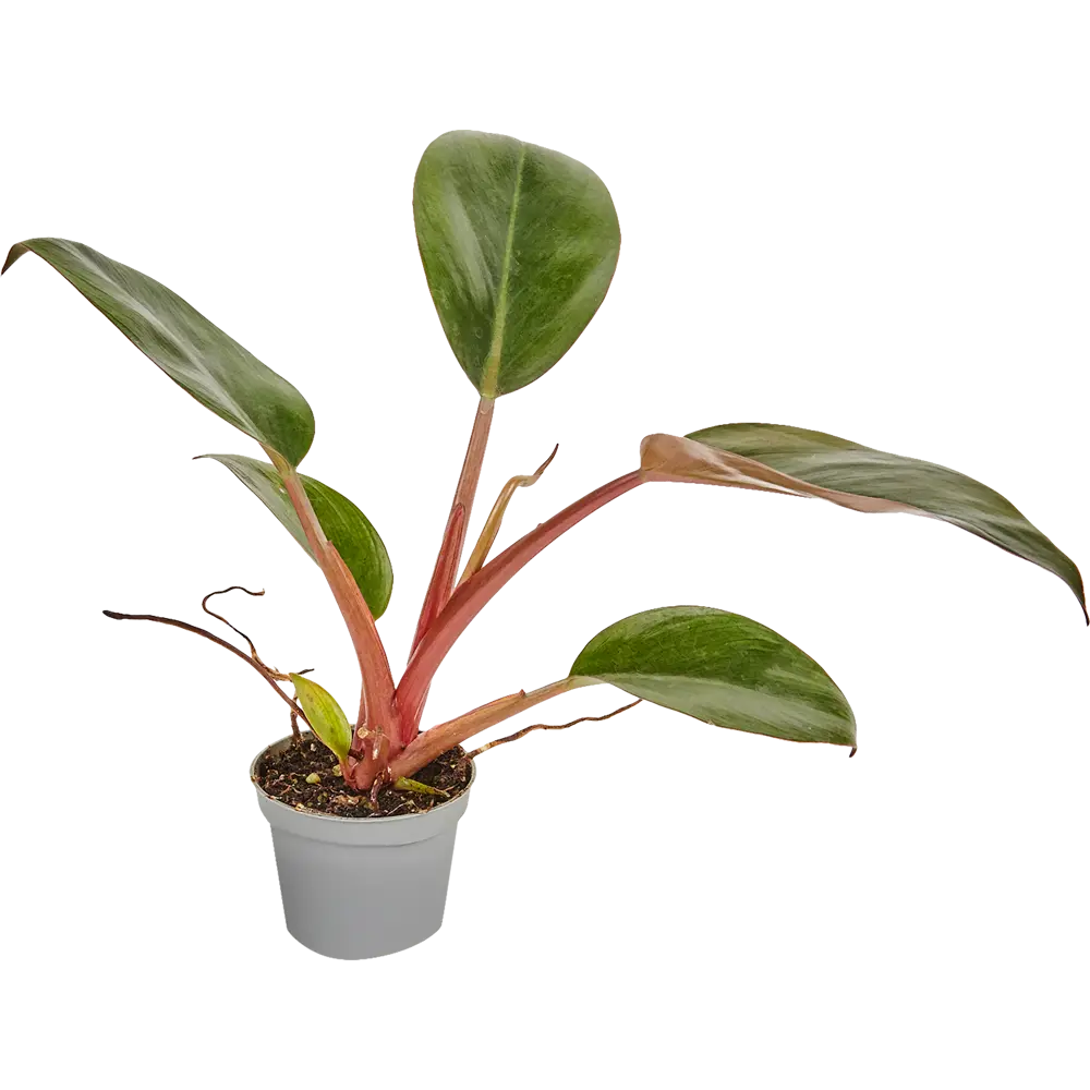 Филодендрон микс Santreyd — тропический акцент для интерьера ø6 h15 см 82932726 STLM-0038105