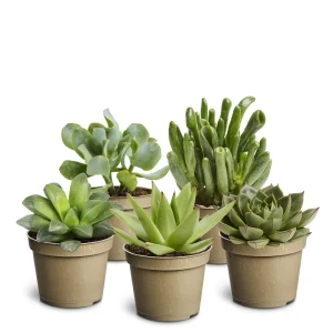 Суккулентный микс в горшке ø6 см - Комнатное растение для дома и офиса 89441844