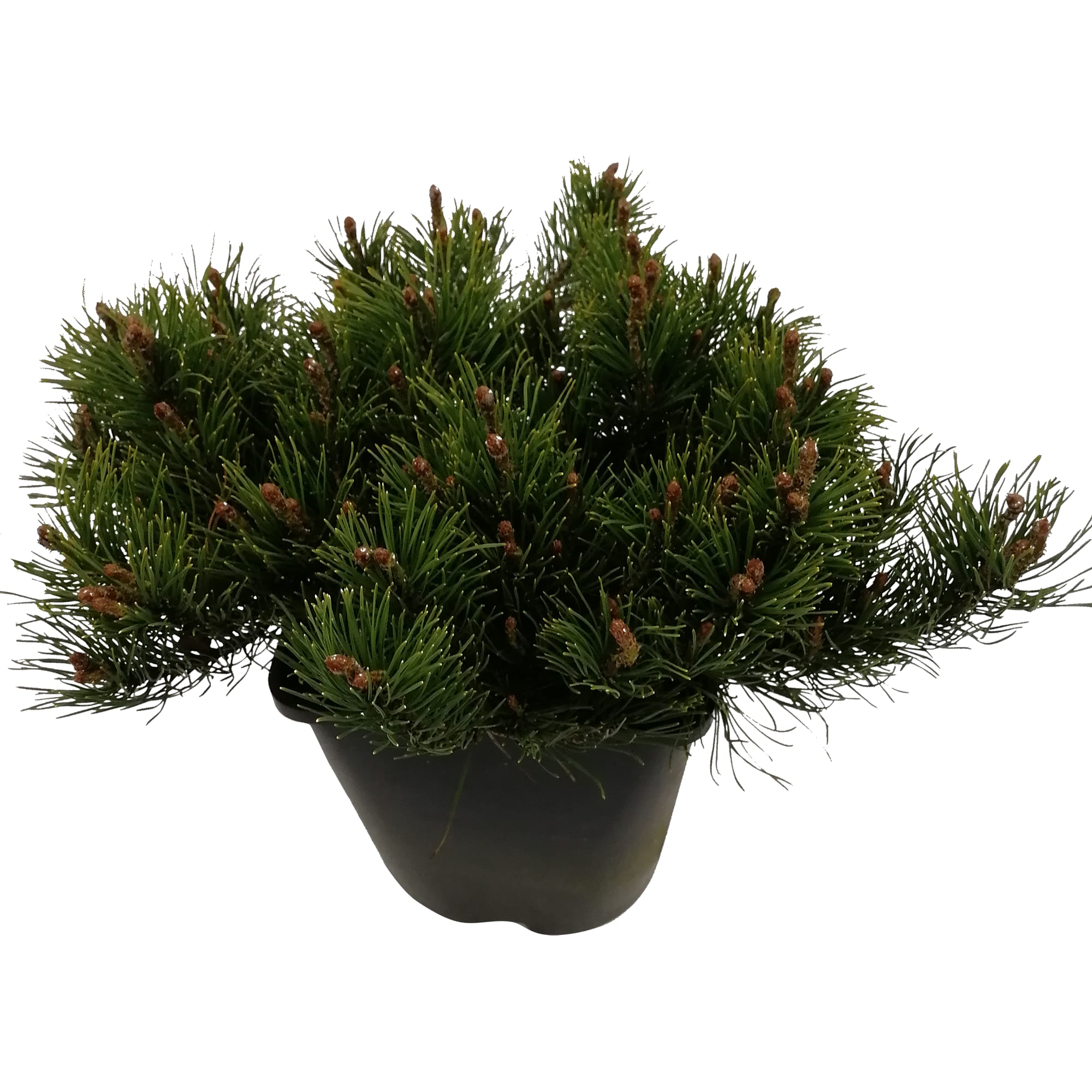 82219048 Сосна горная «Мугус» 3 л h30 см Santreyd  - Вид №1