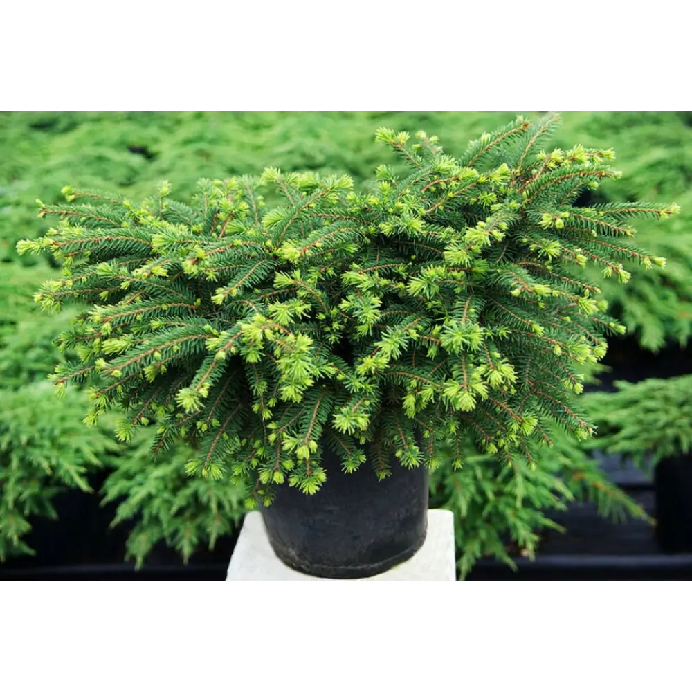 Ель обыкновенная Нидиформис ø15 h30 см 84834200 STLM-2030751 PLANTMARKET 