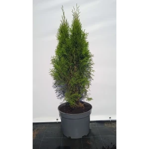 Туя западная Смарагд ø22.5 см h80-100 см 85088226 STLM-2082900