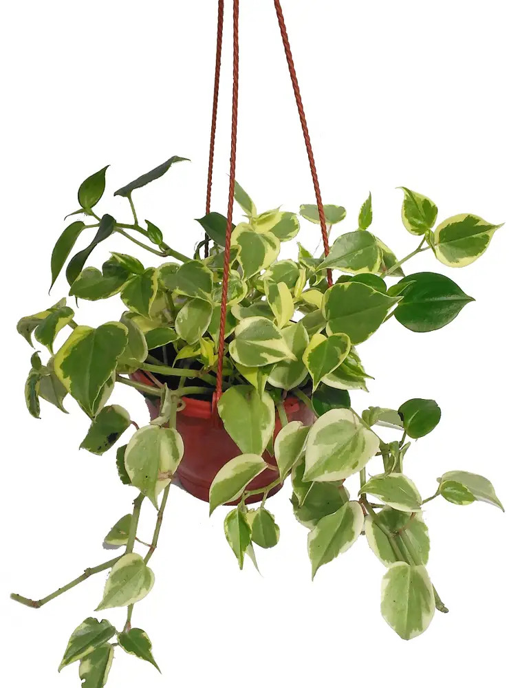 Santreyd Пеперомия Лазящая — ампельное чудо для вашего интерьера 89296590