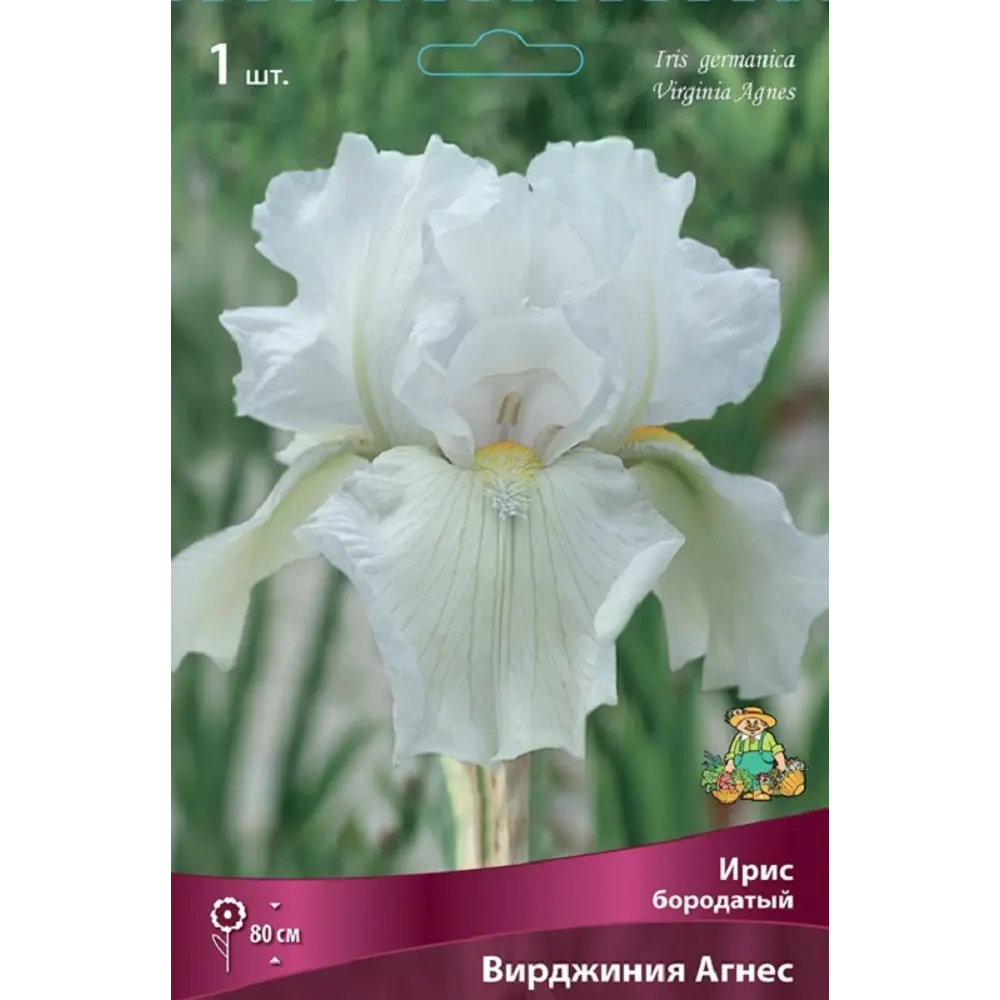 Ирис бородатый Вирджиния Агнес 89452191 STLM-2200798 ПОИСК 