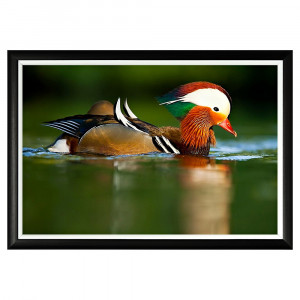 896523234_1818 Арт-постер «Утка Мандаринка» Object Desire