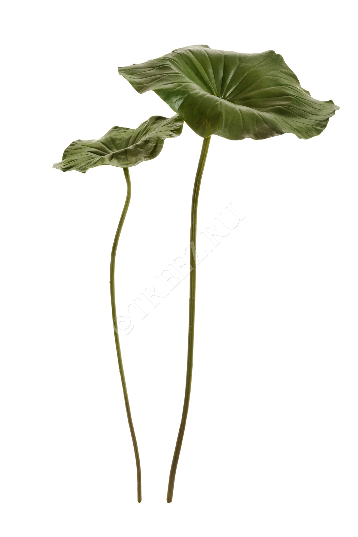 30.11170024GR Лист Лотоса большой Цветочная коллекция  - Вид №2