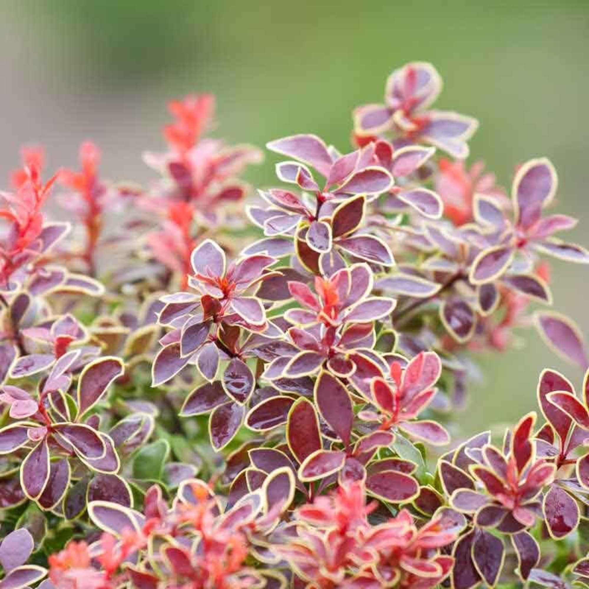 85325439 Барбарис Тунберга Адмейриш ø17 h30 см Santreyd 