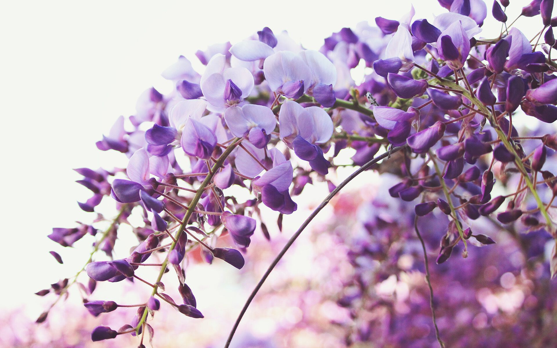 Pe SPA ароматерапия диффузор Aquademy AROMATERAPIA IN ARIA ARCH-00015799 - Вид №4