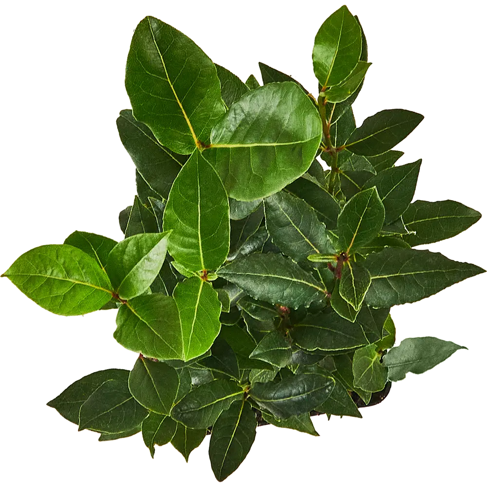 Santreyd Лавр — ароматное украшение интерьера и кухни 87819660 STLM-0075872 - Вид №2