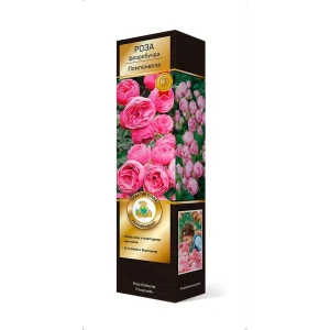 Роза кордес флорибунда Помпонелла h37 см 83786634 STLM-2056667