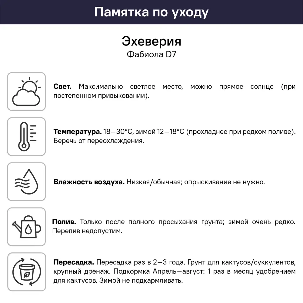 Эхеверия Фабиола ø7 h2 см 89447838 STLM-2174153 Santreyd  - Вид №1