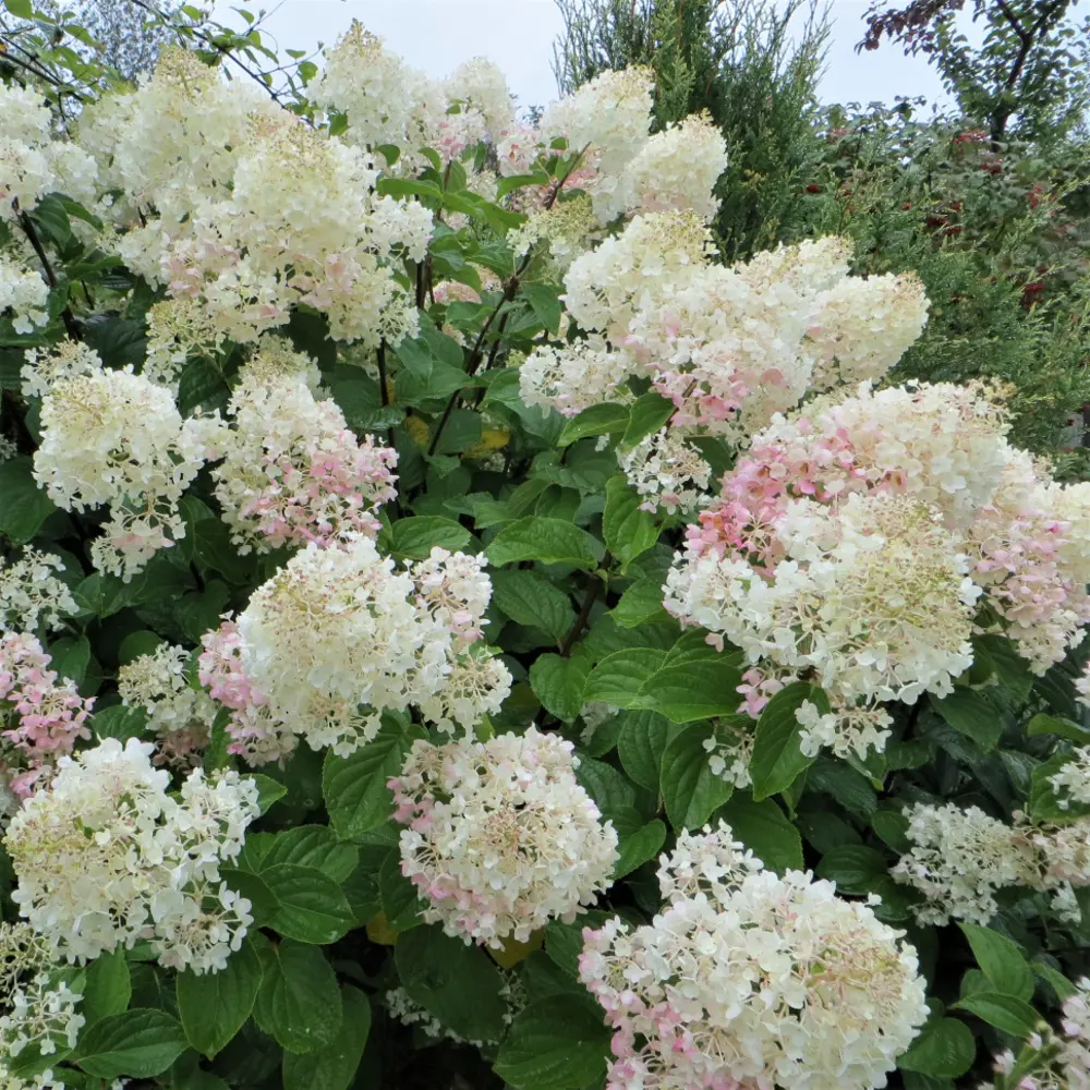 PLANTMARKET Гортензия Долли — розовые метельчатые соцветия для сада 87691076 STLM-1565671