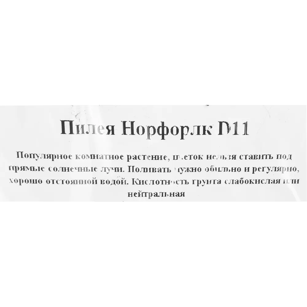 Пилея Норфолк 11x20 см 82941546 STLM-2168316 Santreyd  - Вид №2