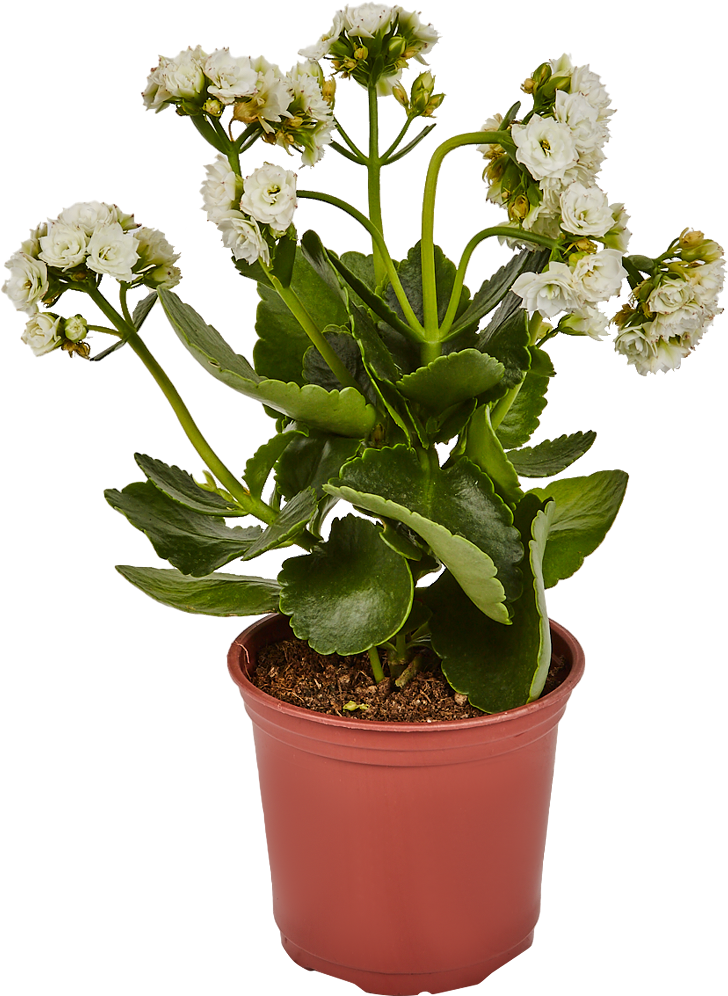 Каланхоэ Santreyd - цветущий суккулент с пышными соцветиями 82390082 STLM-0026222