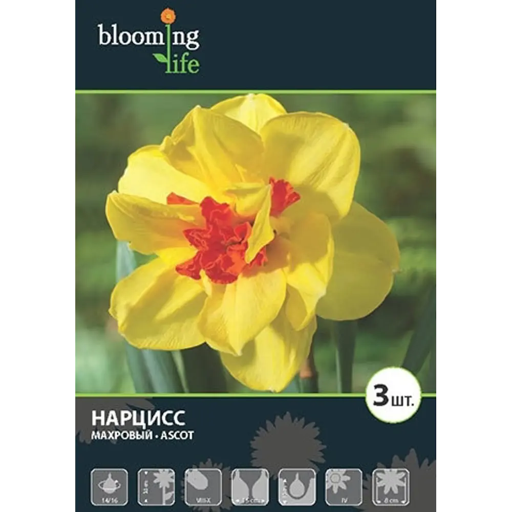 Нарцисс Эскот 14/16, 3 шт. 13277172 STLM-2167759 Santreyd  - Вид №1