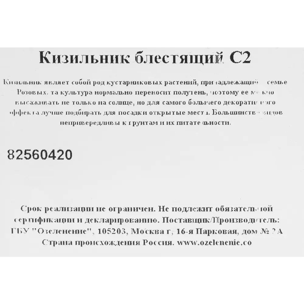 Кизильник микс С2 82560420 STLM-2169026 Santreyd  - Вид №2