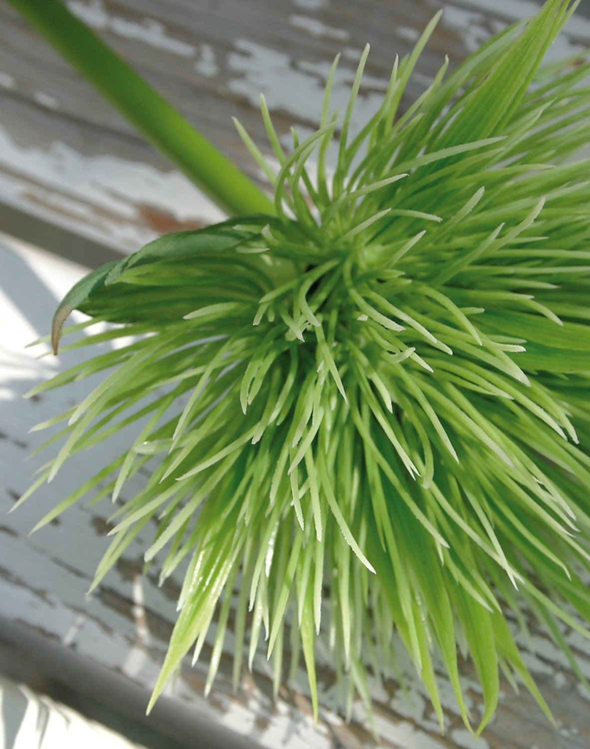 5851 883 a2 Искусственный ковыль китайский, 85 см, зеленый H-andreas  - Вид №8