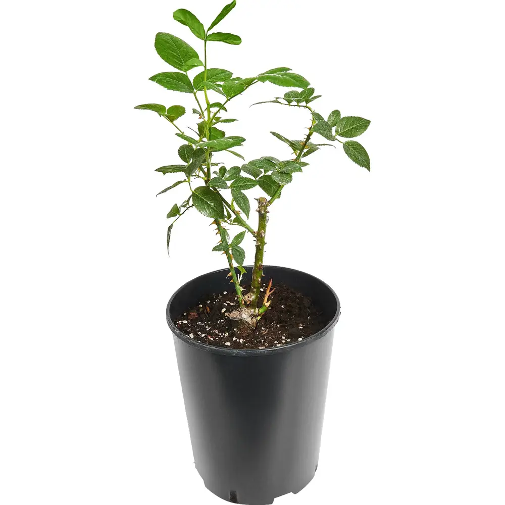 Роза чайно-гибридная Махана ø18 h20 см 89465426 STLM-2143332 PLANTMARKET  - Вид №1